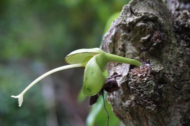 Doğal bir geçmişi olan Crescentia cujete meyvesi. Calabash ağacı da denir.