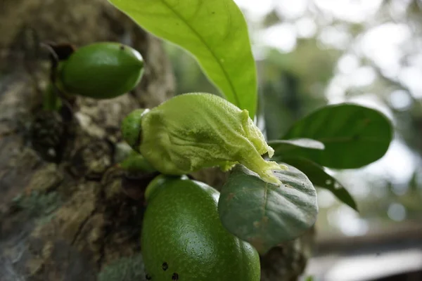 Crescentia Cujete Fruta Com Fundo Natural Também Chamado Árvore Calabash — Fotografia de Stock