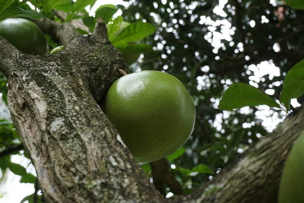 Crescentia Cujete Fruit Avec Fond Naturel Aussi Appelé Arbre Calabash — Photo