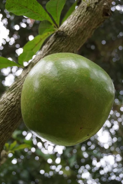 Crescentia Fruta Cujete Con Fondo Natural También Llama Árbol Calabash —  Fotos de Stock