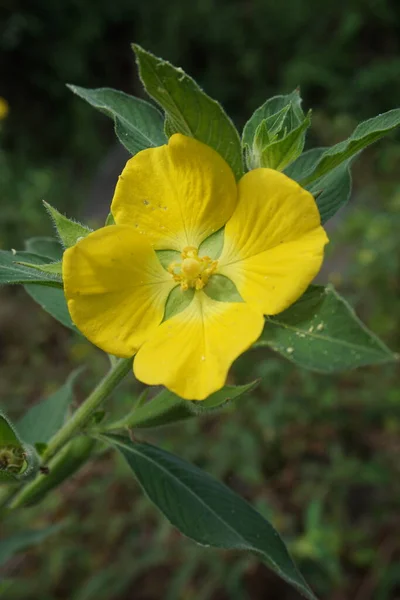 Ludwigia Grandiflora Naturalnym Tłem — Zdjęcie stockowe