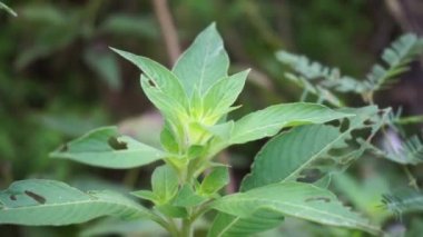 Ludwigia ihtişamlı ve doğal bir geçmişi var.