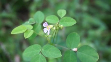 Doğal bir geçmişi olan Macro foto oxallis barrelieri (Calincing). Endonezyalılar buna sakinleştirme ya da zeplin diyorlar.