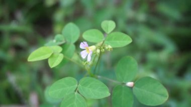 Doğal bir geçmişi olan Macro foto oxallis barrelieri (Calincing). Endonezyalılar buna sakinleştirme ya da zeplin diyorlar.
