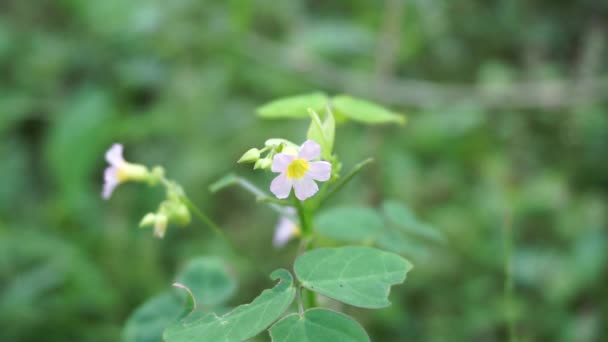 Makro Foto Oxallis Barrelieri Calincing Med Naturlig Bakgrund Indonesain Kallar — Stockvideo