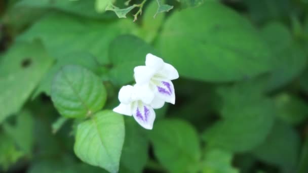 Asystasia Gangetica Violeta Chinesa Coromandel Luva Rastejante Asystasia Gangetica Micrantha — Vídeo de Stock