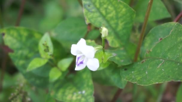 具有自然背景的山楂 中国紫罗兰花 叶子被当作蔬菜吃 并用作草药疗法 — 图库视频影像