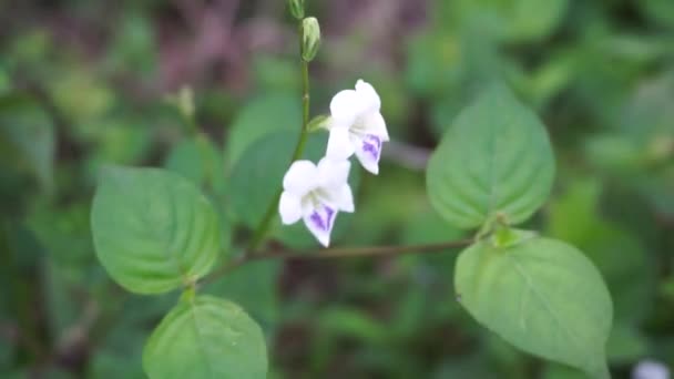 Asystasia Gangetica Kinesisk Violett Koromandel Krypande Räv Handske Asystasia Gangetica — Stockvideo