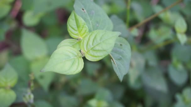 Asystasia Gangetica Chinese Violet Coromandel Kruipende Foxglove Asystasia Gangetica Micrantha — Stockvideo