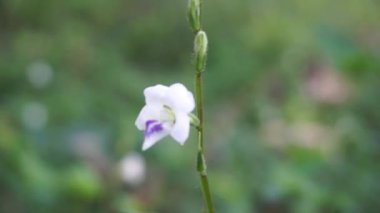 Asistasya gangetica (Çin menekşesi, koromandel, sürünen yüksükotu, asistasya gangetica micrantha) doğal arka plana sahiptir. Yapraklar sebze olarak yenir ve bitkisel ilaç olarak kullanılır..