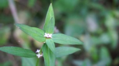 Doğal arka planı olan yeşil borreria (Spermacoce) laevis 'i kapatın. Bu bitki yabani otlar. Çiçekler aksiller kümelerden oluşmuş bembeyaz ve soluk mordur..