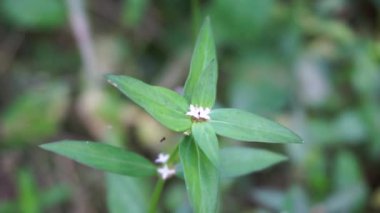 Doğal arka planı olan yeşil borreria (Spermacoce) laevis 'i kapatın. Bu bitki yabani otlar. Çiçekler aksiller kümelerden oluşmuş bembeyaz ve soluk mordur..