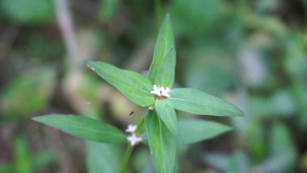 Nahaufnahme Der Grünen Borreria Spermacoce Laevis Der Natur Mit Natürlichem — Stockvideo