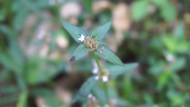 Cerca Borrería Verde Spermacoce Laevis Naturaleza Con Fondo Natural Esta — Vídeos de Stock