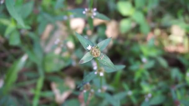 Cerca Borrería Verde Spermacoce Laevis Naturaleza Con Fondo Natural Esta — Vídeos de Stock