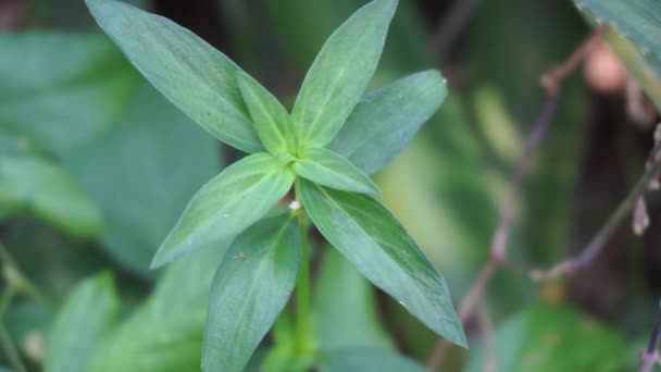 Cerca Borrería Verde Spermacoce Laevis Naturaleza Con Fondo Natural Esta — Vídeos de Stock