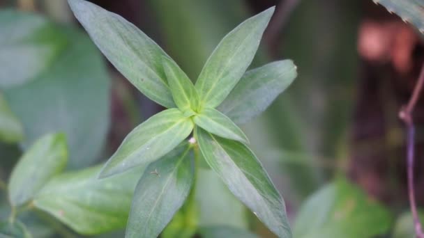 Κοντινό Πλάνο Πράσινο Borreria Spermacoce Laevis Στη Φύση Φυσικό Υπόβαθρο — Αρχείο Βίντεο