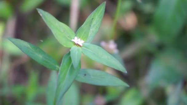 Nahaufnahme Der Grünen Borreria Spermacoce Laevis Der Natur Mit Natürlichem — Stockvideo