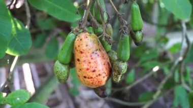 Doğal bir geçmişi olan kaju fıstığı meyvesi.