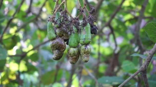 Noix Cajou Avec Fond Naturel — Video