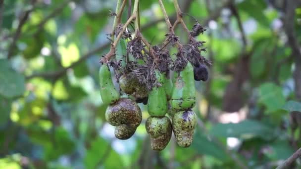 Cashewfrukt Med Naturlig Bakgrund — Stockvideo