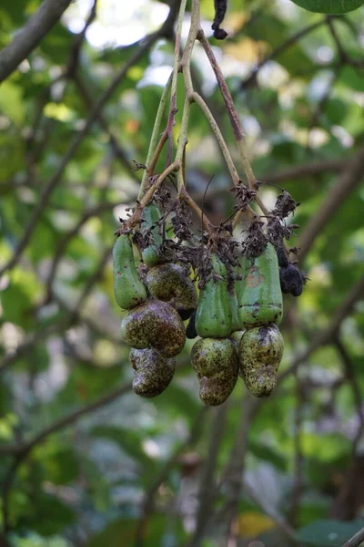 Cashewfrüchte Mit Natürlichem Hintergrund — Stockfoto