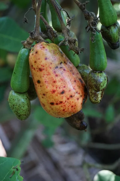 Cashew Fruit Natural Background — Stock Photo, Image
