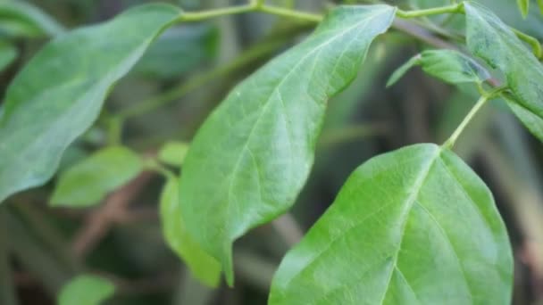 Centrosema Virginianum Plant 자연적 배경을 가지고 Spurred Butterfly Pea Wild — 비디오