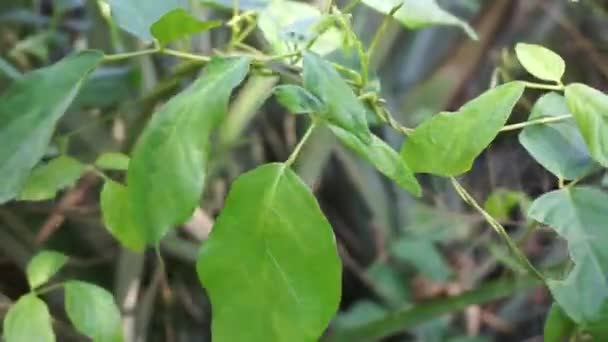 Tumbuhan Centrosema Virginianum Dengan Latar Belakang Alami Juga Disebut Spurred — Stok Video