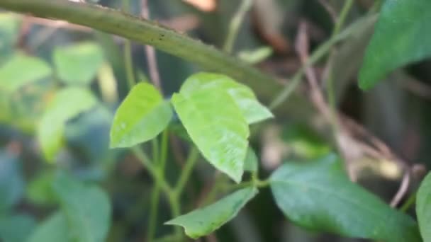 自然を背景にしたセントロセマ バージニア植物 発芽蝶の桃 野生の青いつる 青い鐘 野生のエンドウ豆と呼ばれる インドネシア ジャワ語 のこの植物はSimanと呼ばれています — ストック動画