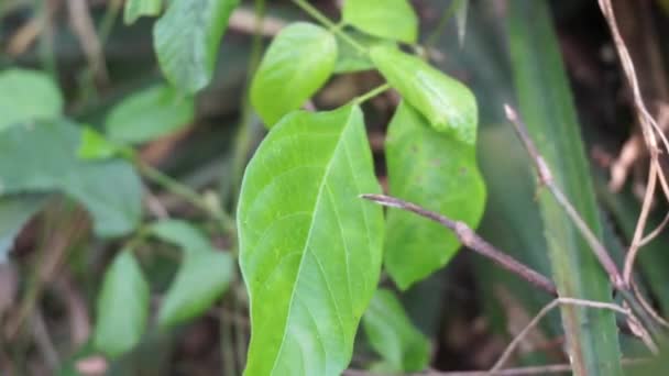 Centrosema Virginianum Plant 자연적 배경을 가지고 Spurred Butterfly Pea Wild — 비디오