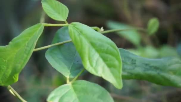 Centrosema Virginianum Plante Avec Fond Naturel Également Appelé Pois Papillon — Video