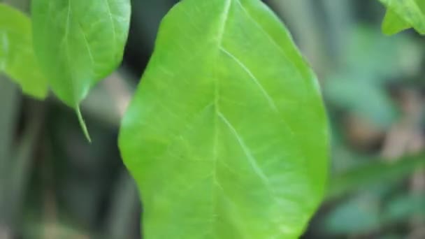 Roślina Centrosema Virginianum Naturalnym Tle Zwany Również Spurred Butterfly Pea — Wideo stockowe