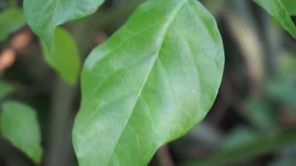 Roślina Centrosema Virginianum Naturalnym Tle Zwany Również Spurred Butterfly Pea — Wideo stockowe