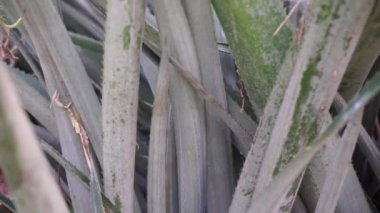 Ananas ağacı (Ananas comosus) doğal bir arka plana sahiptir. Egzotik tropikal meyve. Endonezyalılar buna nanas diyor.