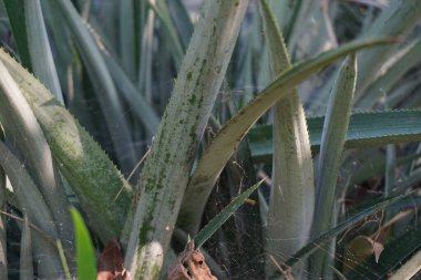 Ananas ağacı (Ananas comosus) doğal bir arka plana sahiptir. Egzotik tropikal meyve. Endonezyalılar buna nanas diyor.
