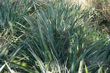 Ananas ağacı (Ananas comosus) doğal bir arka plana sahiptir. Egzotik tropikal meyve. Endonezyalılar buna nanas diyor.