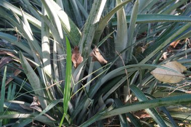 Ananas ağacı (Ananas comosus) doğal bir arka plana sahiptir. Egzotik tropikal meyve. Endonezyalılar buna nanas diyor.