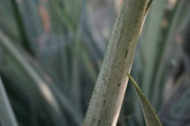 Ananas ağacı (Ananas comosus) doğal bir arka plana sahiptir. Egzotik tropikal meyve. Endonezyalılar buna nanas diyor.