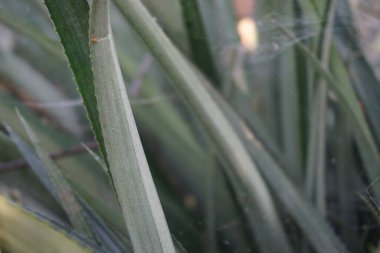 Ananas ağacı (Ananas comosus) doğal bir arka plana sahiptir. Egzotik tropikal meyve. Endonezyalılar buna nanas diyor.
