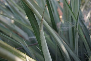 Ananas ağacı (Ananas comosus) doğal bir arka plana sahiptir. Egzotik tropikal meyve. Endonezyalılar buna nanas diyor.