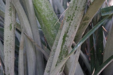 Ananas ağacı (Ananas comosus) doğal bir arka plana sahiptir. Egzotik tropikal meyve. Endonezyalılar buna nanas diyor.