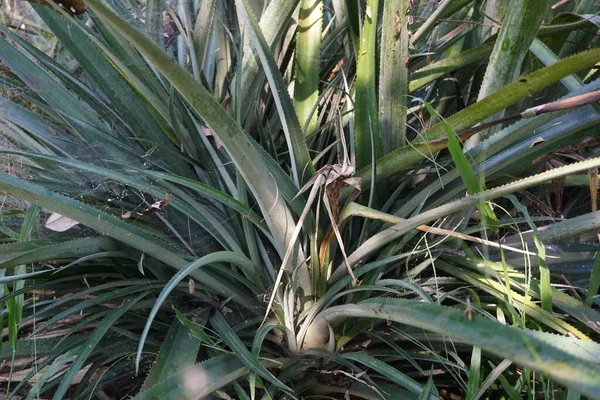 Ananasboom Ananas Comosus Met Een Natuurlijke Achtergrond Exotisch Tropisch Fruit — Stockfoto
