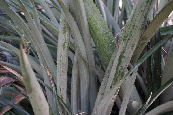 Abacaxi Ananas Comosus Com Fundo Natural Fruta Tropical Exótica Indonésio — Fotografia de Stock