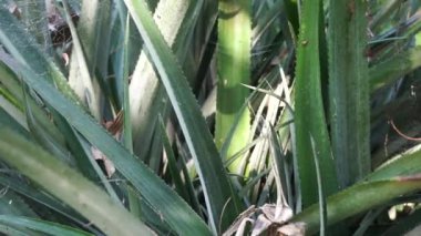 Ananas ağacı (Ananas comosus) doğal bir arka plana sahiptir. Egzotik tropikal meyve. Endonezyalılar buna nanas diyor.