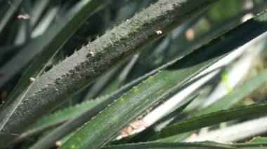Ananas ağacı (Ananas comosus) doğal bir arka plana sahiptir. Egzotik tropikal meyve. Endonezyalılar buna nanas diyor.