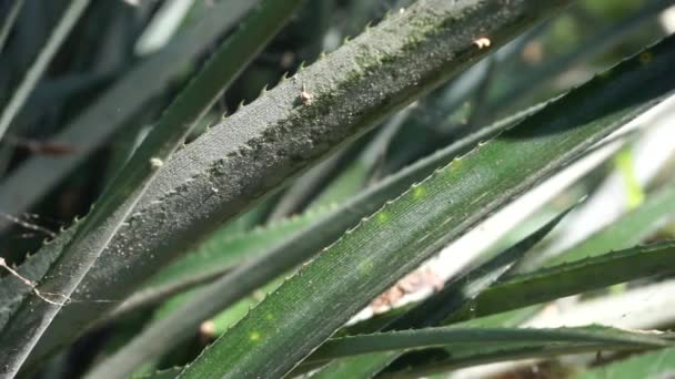 Ananas Ananas Comosus Avec Fond Naturel Fruits Exotiques Tropicaux Indonésien — Video