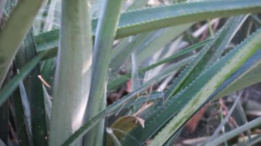 Ananas ağacı (Ananas comosus) doğal bir arka plana sahiptir. Egzotik tropikal meyve. Endonezyalılar buna nanas diyor.