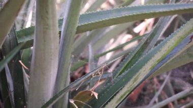 Ananas ağacı (Ananas comosus) doğal bir arka plana sahiptir. Egzotik tropikal meyve. Endonezyalılar buna nanas diyor.