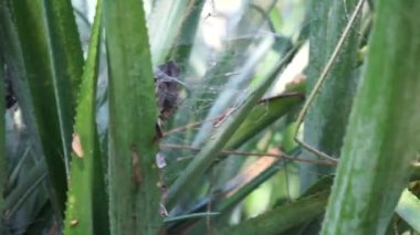 Ananas ağacı (Ananas comosus) doğal bir arka plana sahiptir. Egzotik tropikal meyve. Endonezyalılar buna nanas diyor.